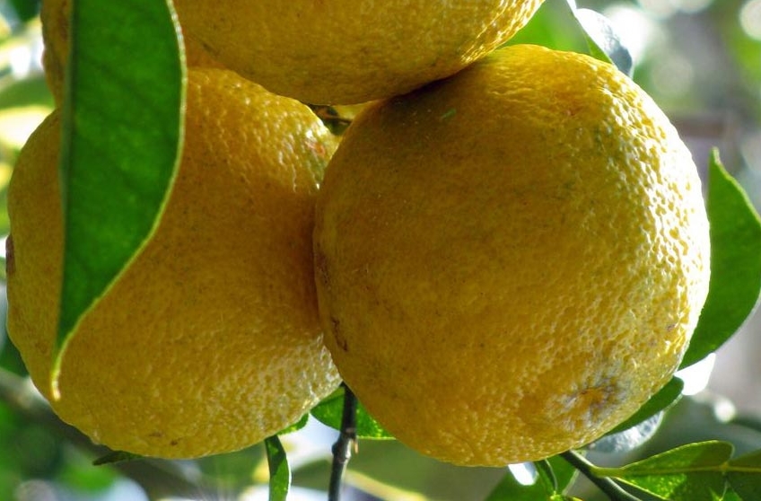 Yuzú, un citrico para el gin tonic